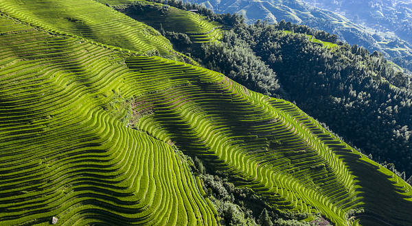 龙脊梯田风景名胜区-金坑梯田