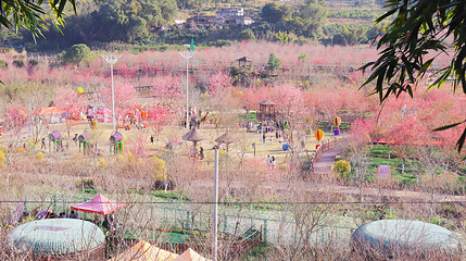 玉潭樱花谷景区第 2 张图片