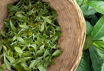 茶溪谷第 108 张图片