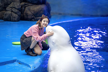 海合安成都极地海洋公园第 126 张图片