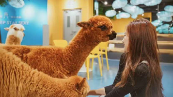 神兽羊驼主题馆（吾悦广场店）