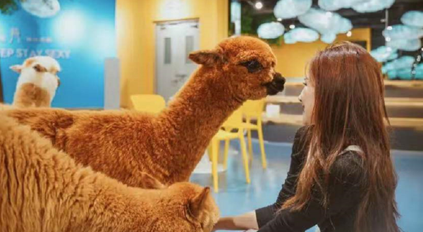 神兽羊驼主题馆（吾悦广场店）