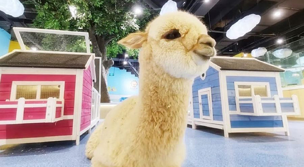 神兽·羊驼主题馆(新城吾悦广场店)