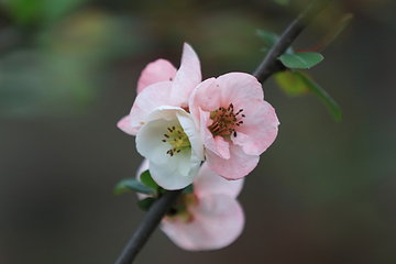 问花村第 47 张图片