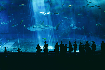 冲绳美丽海水族馆第 13 张图片