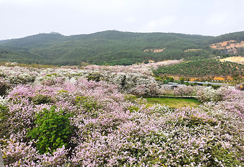 蓝田紫林旅游度假区第 112 张图片