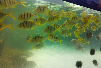 苏州海洋馆第 25 张图片