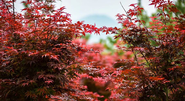 广西南宁上林县红枫谷生态园农场