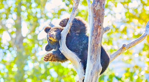阿拉斯加野生动物保护中心