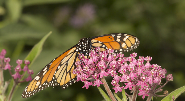 Jumalon Butterfly Sanctuary