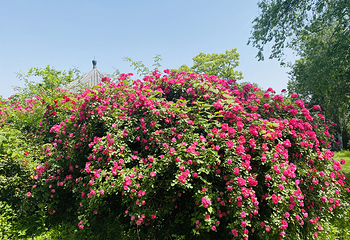 秦岭国家植物园第 13 张图片