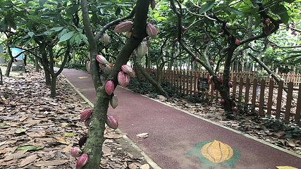 兴隆热带植物园第 64 张图片