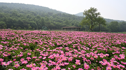 鹿门山景区第 2 张图片