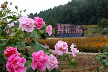 鲜花山谷第 34 张图片