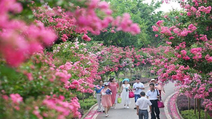 紫薇都市田园第 42 张图片
