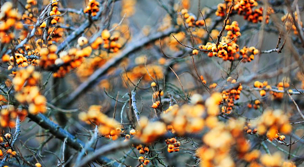 中国安阳蜡梅园