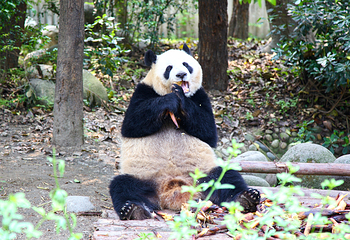 成都大熊猫繁育研究基地第 724 张图片