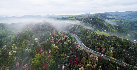 百里杜鹃风景区第 28 张图片