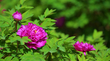 洛阳神都牡丹园