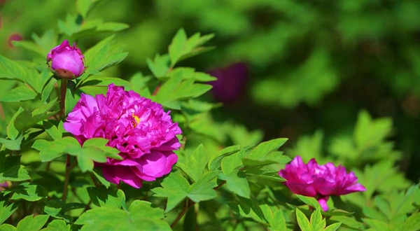 洛阳神都牡丹园