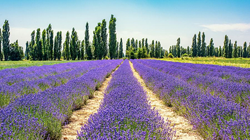 伊宁市空港薰衣草生态庄园
