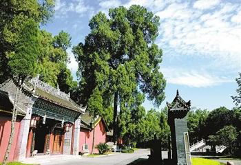 古柏第 1 张图片