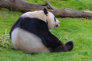 阆中熊猫乐园第 16 张图片