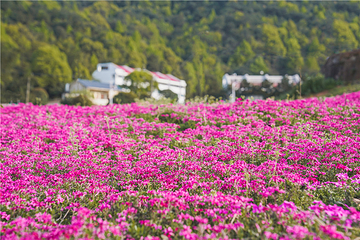 石燕湖芝樱花海第 10 张图片