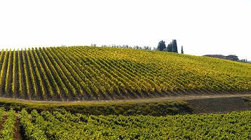 云南省国营弥勒东风农场