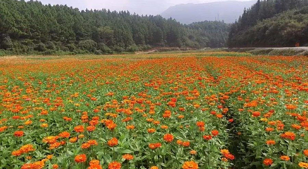 泷泊国际慢城花千谷