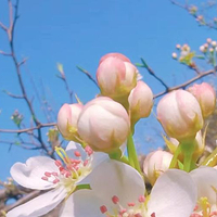 梨花谷风景区