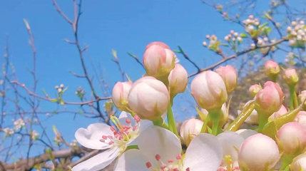 梨花谷第 1 张图片