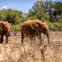 内罗毕国家公园