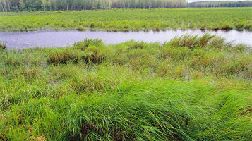 三江自然湿地保护区