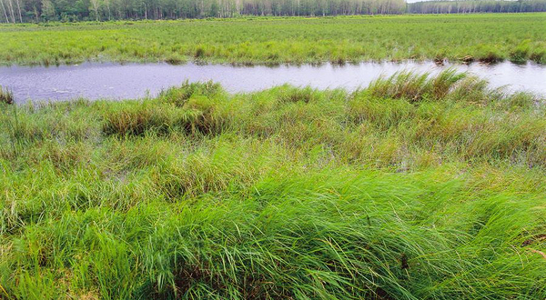 三江自然湿地保护区