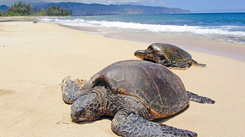 Teletubbies Hill Bromo