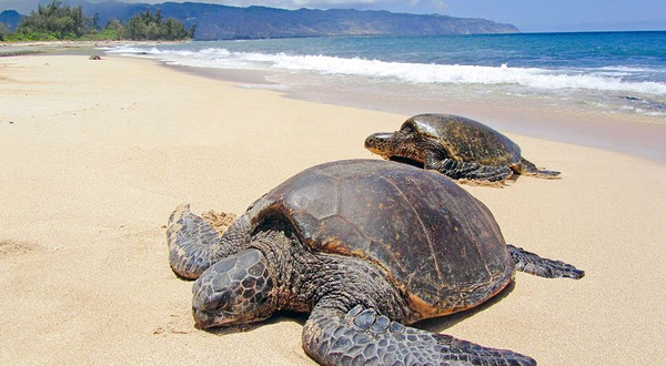 Teletubbies Hill Bromo