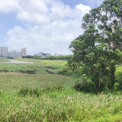 防城港湿地公园