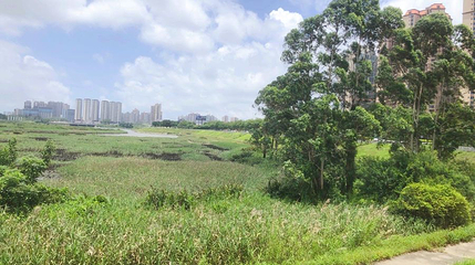 防城港湿地公园第 1 张图片