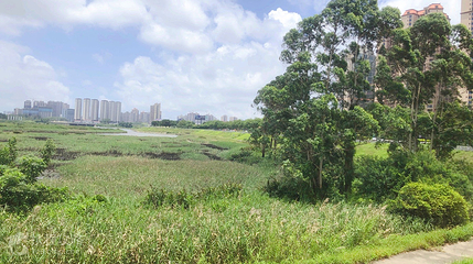 防城港湿地公园第 6 张图片