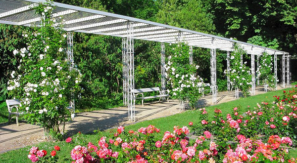 玛格丽特岛玫瑰花园