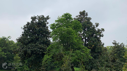 木兰山茶园第 2 张图片