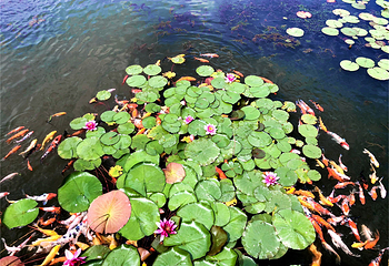 滕州微山湖红荷湿地第 93 张图片