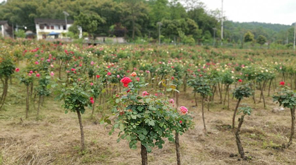 山城玫瑰花海第 1 张图片