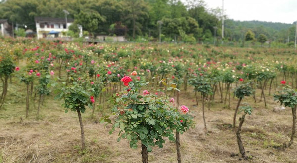 山城玫瑰花海