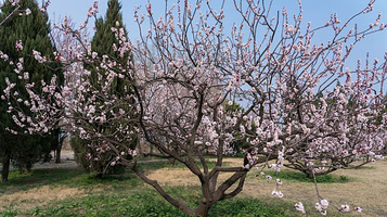 天坛公园-杏花林