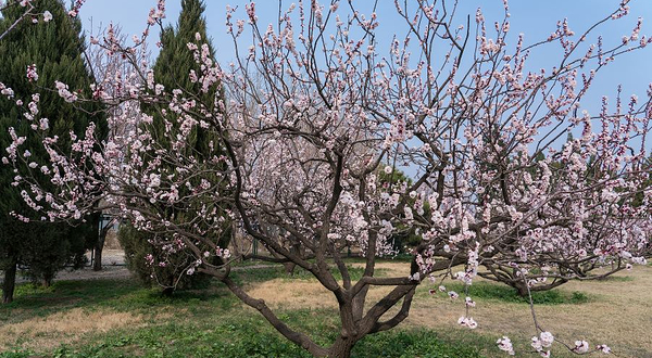 天坛公园-杏花林