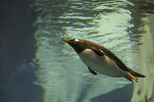 奥兰多海洋生物水族馆