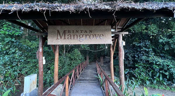 Bintan Green Mangrove Tour & Fireflies Night Tour