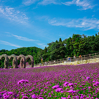 野三关森林花海